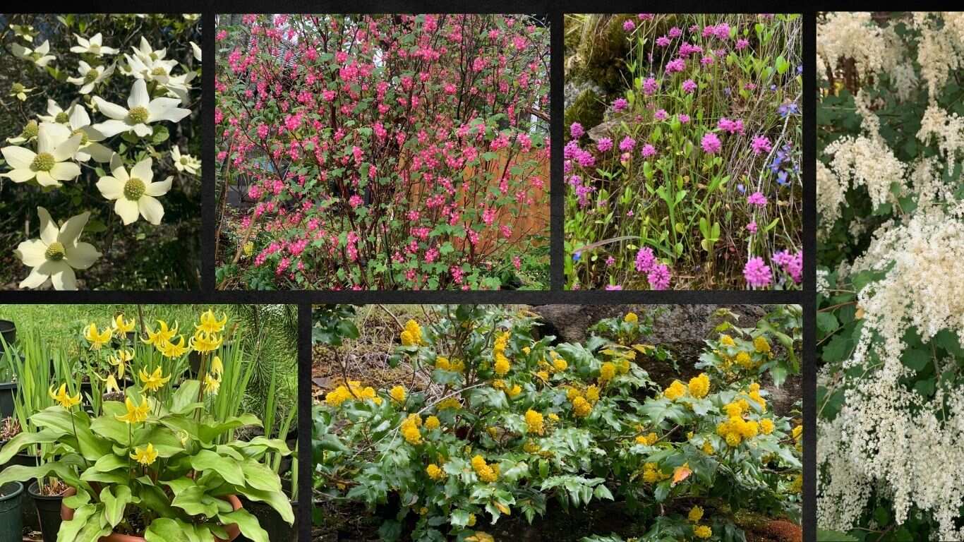 Gardening with Native Plants at The Classroom at the Gardens at HCP