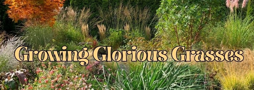Growing Glorious Grasses at Horticulture Centre of the Pacific