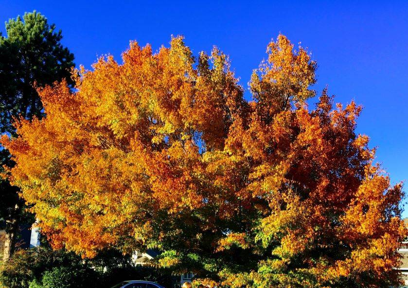 Sing Together at 813 Claremont Ave