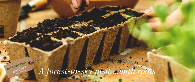 Spring at the Skywalk: Seed-to-Sky Planting Bar